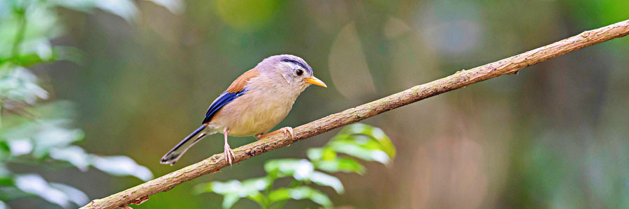 Buxa Tiger Reserve